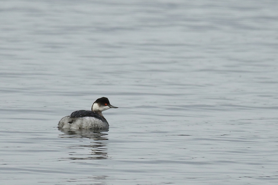 geoorde fuut - Vogels - geoorde fuut