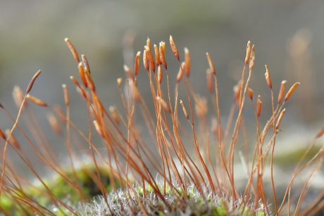 gewoon purpersteeltje