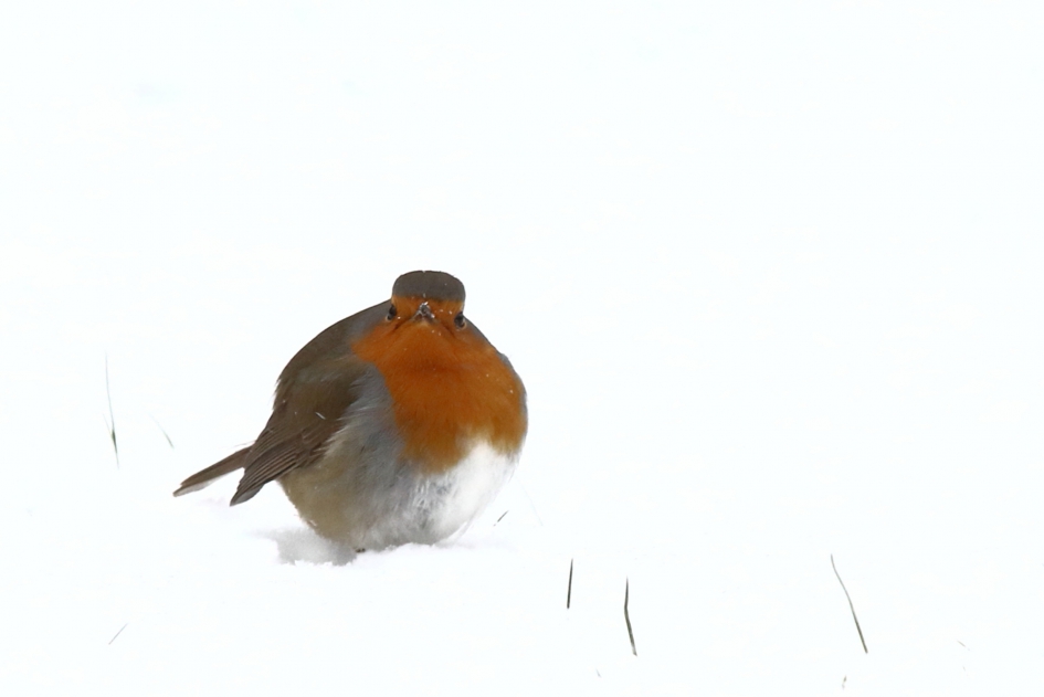 gezien worden - Vogels - roodborst
