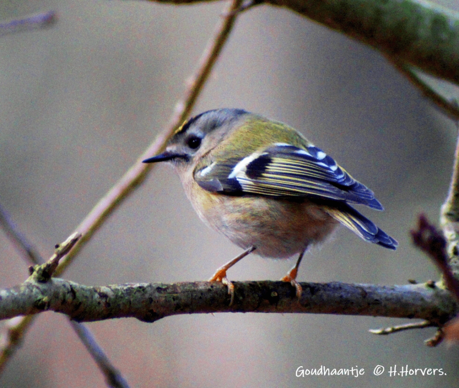 Goudhaantje - Vogels - Goudhaantje