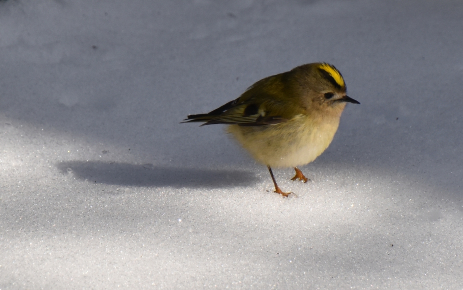 Goudhaantje in de sneeuw - Vogels - 