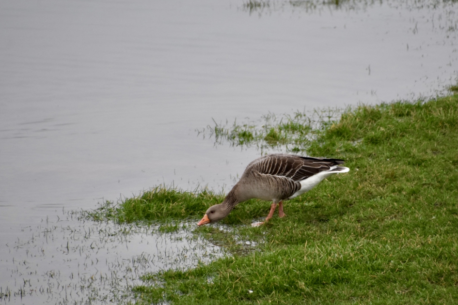 Grauwe gans - Vogels - 