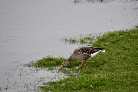 Grauwe gans
