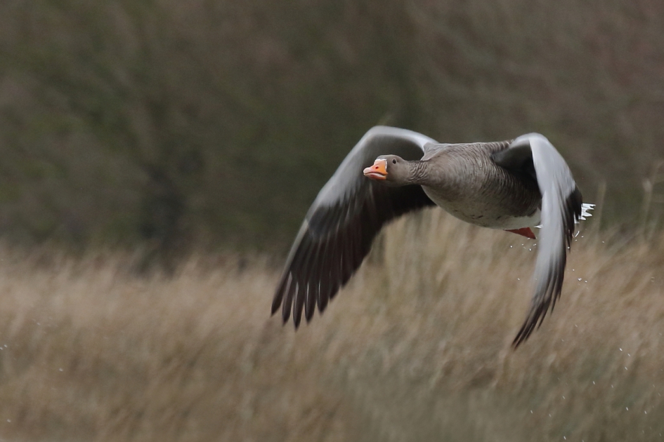 grauwe gans - Vogels - grauwe gans