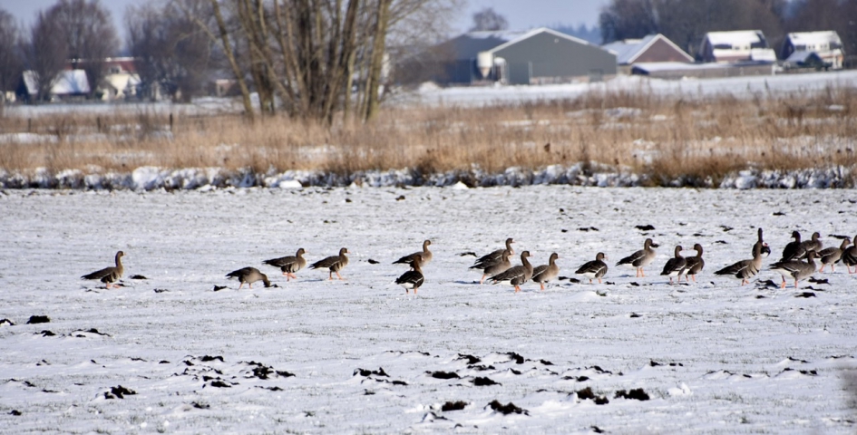 Kolganzen - Vogels - 