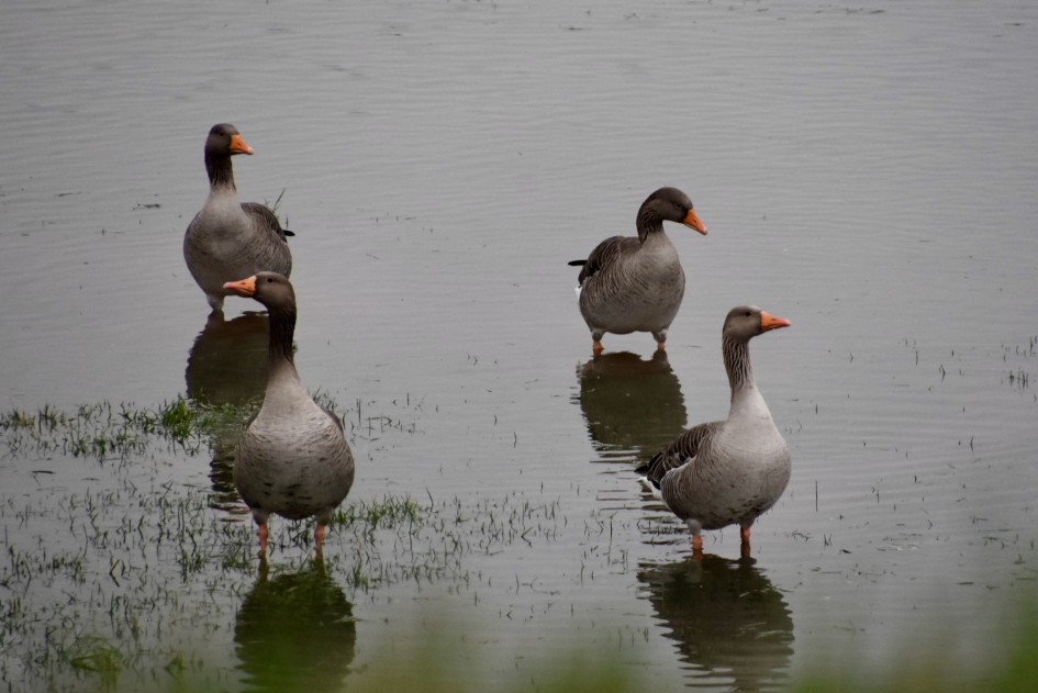 Grauwe ganzen in de ...... - Vogels - 