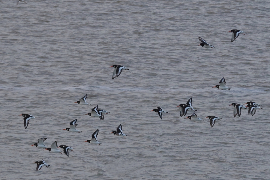 groepsuitje - Vogels - scholekster