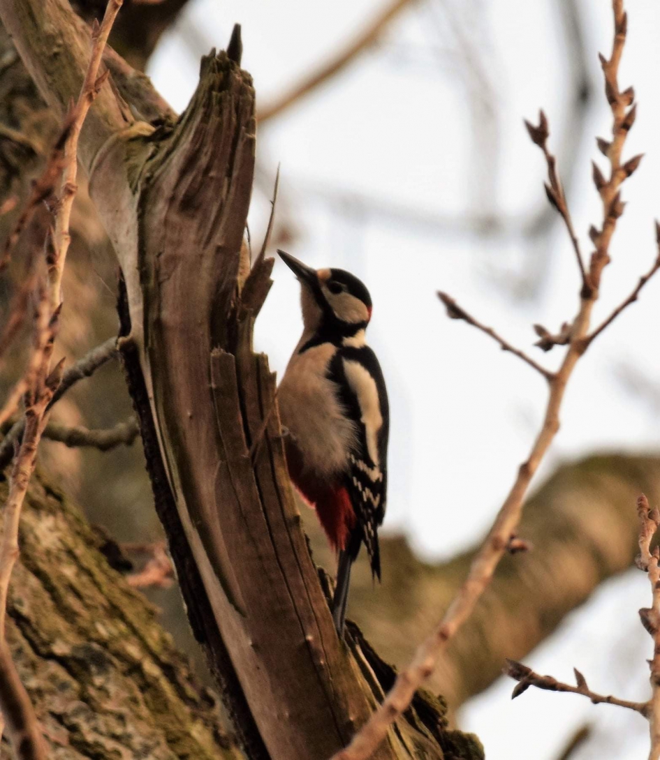 Grote Bonte Specht - Vogels - Grote Bonte specht