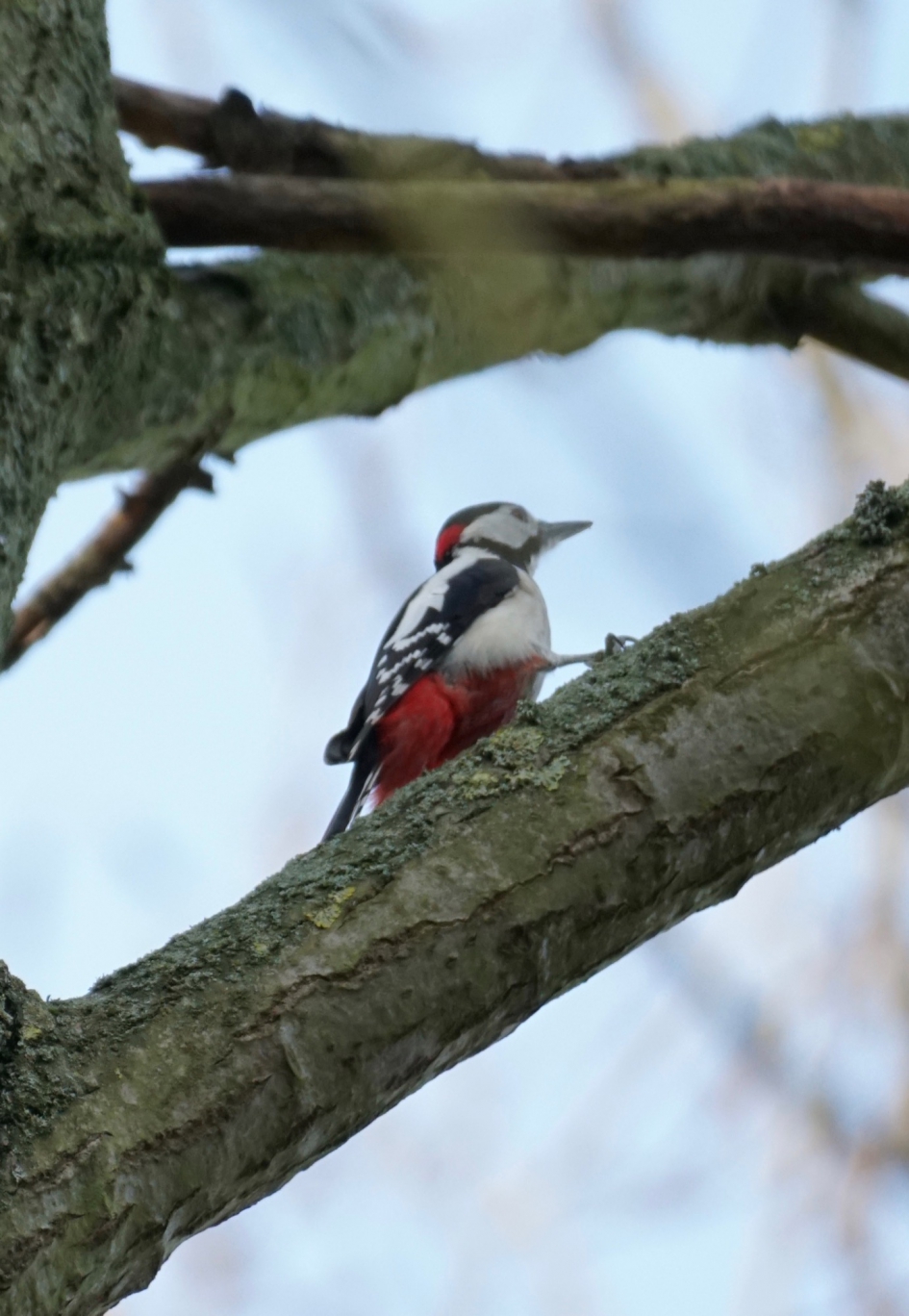 Grote bonte specht - Vogels - Grote bonte specht