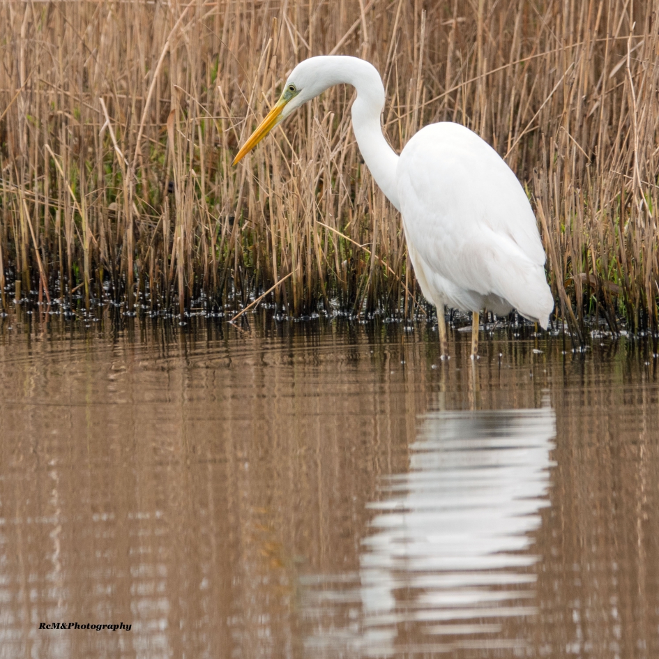 Grote zilverreiger. - Vogels - Grote zilverreiger.