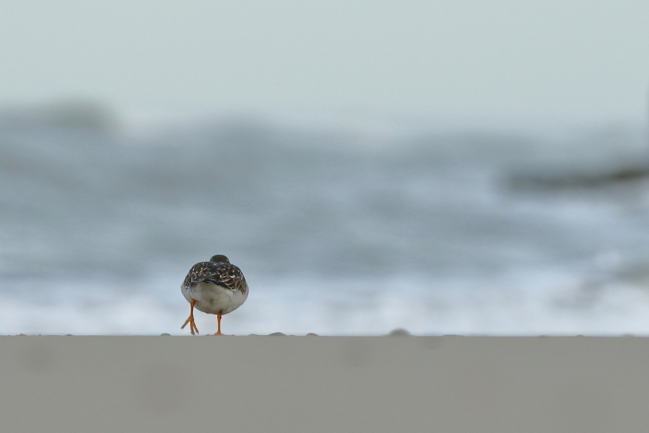 heeft het helemaal gehad - Vogels - steenloper