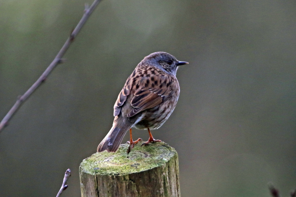 Heggenmus - Vogels - 