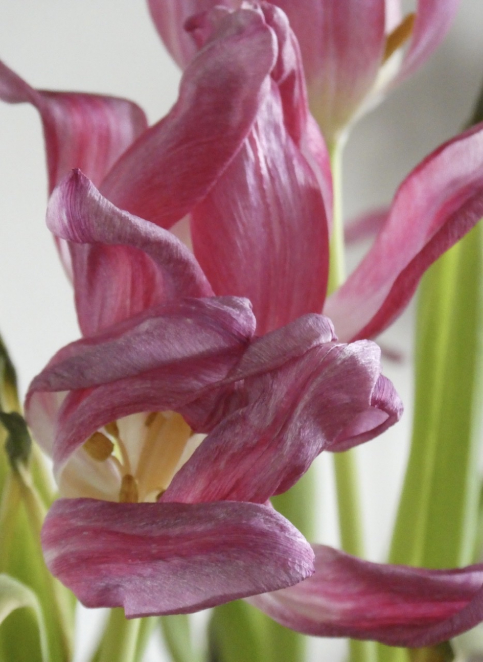 Helaas.... - Planten - 