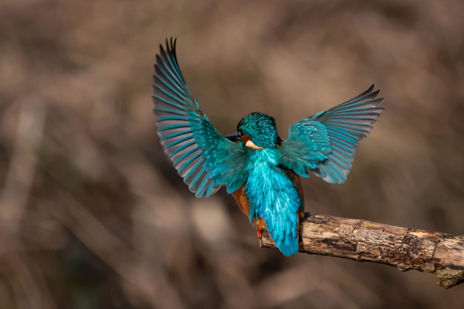 Hemelsblauw - Vogels - ijsvogel
