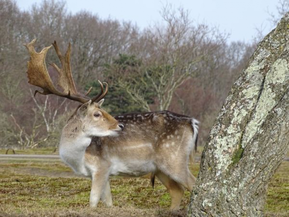 Hert1 - Zoogdieren - 