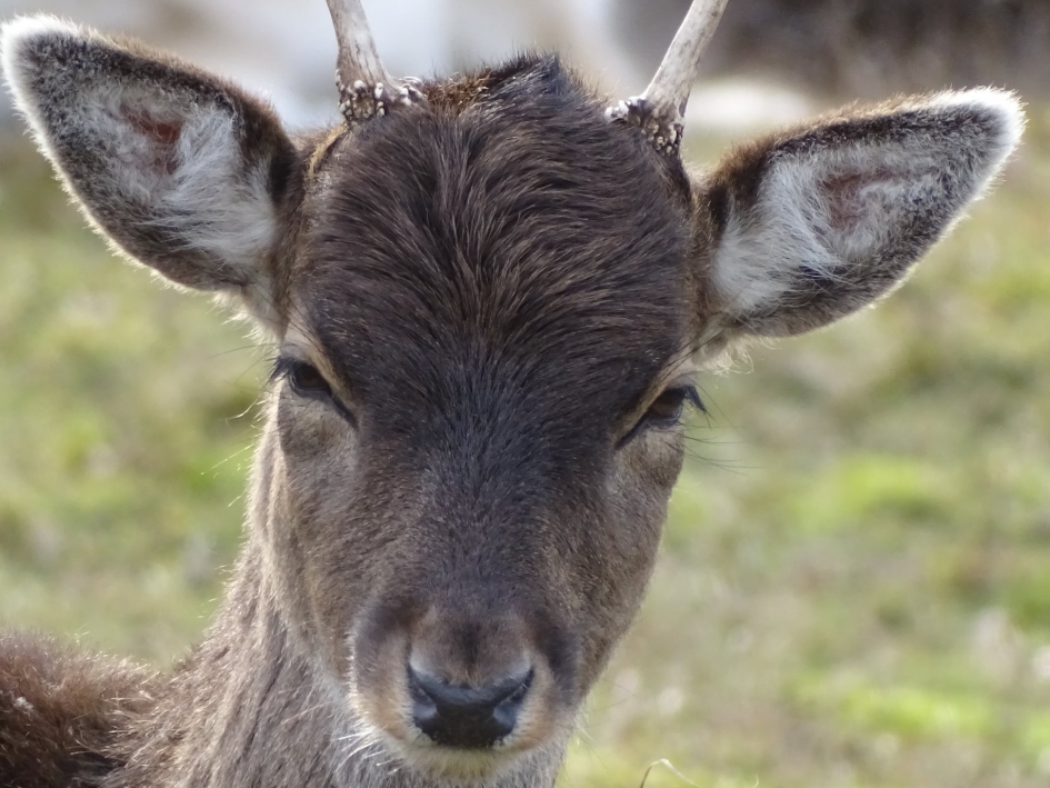 Hert2 - Zoogdieren - 