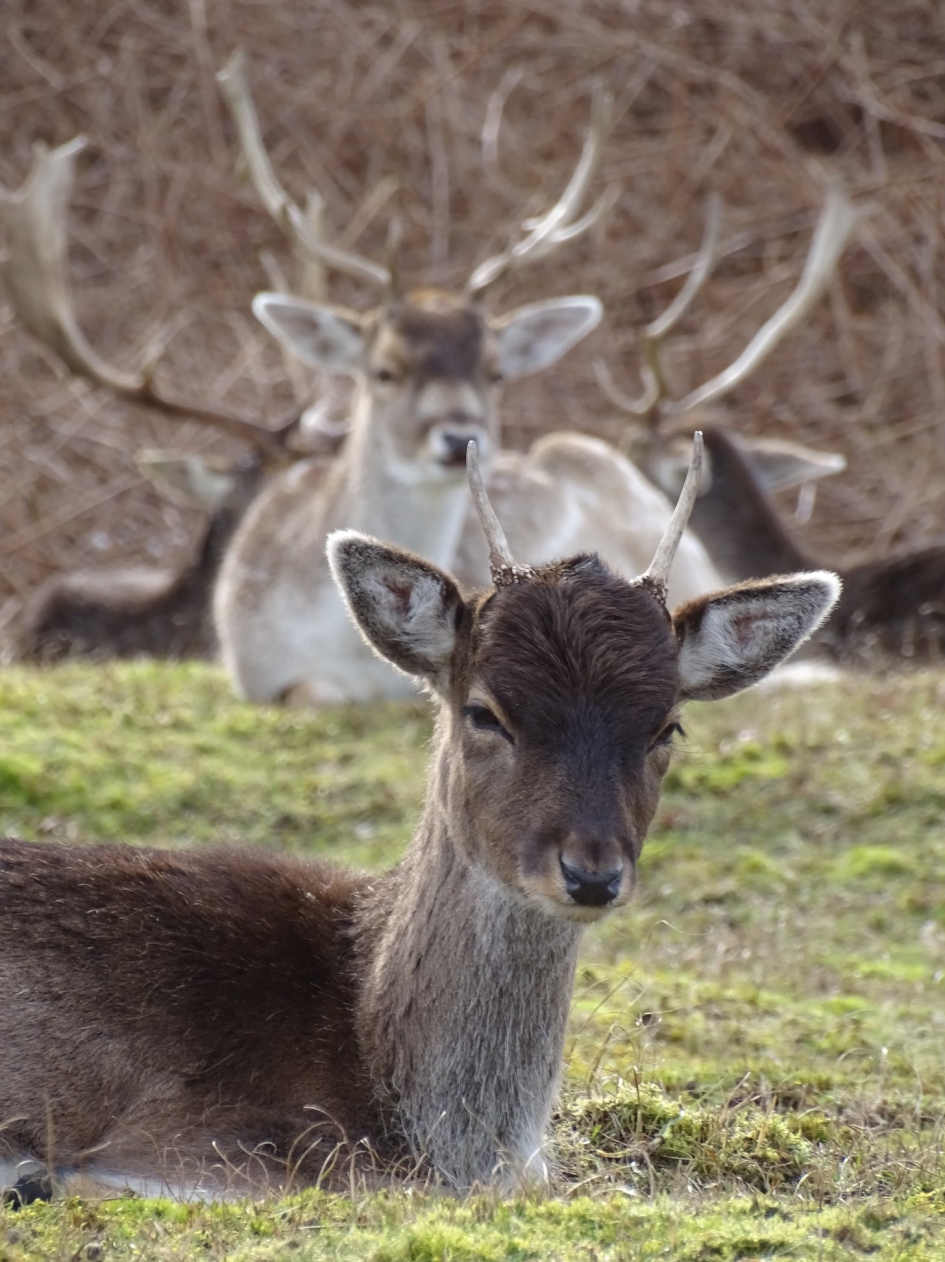 Hert3 - Zoogdieren - 