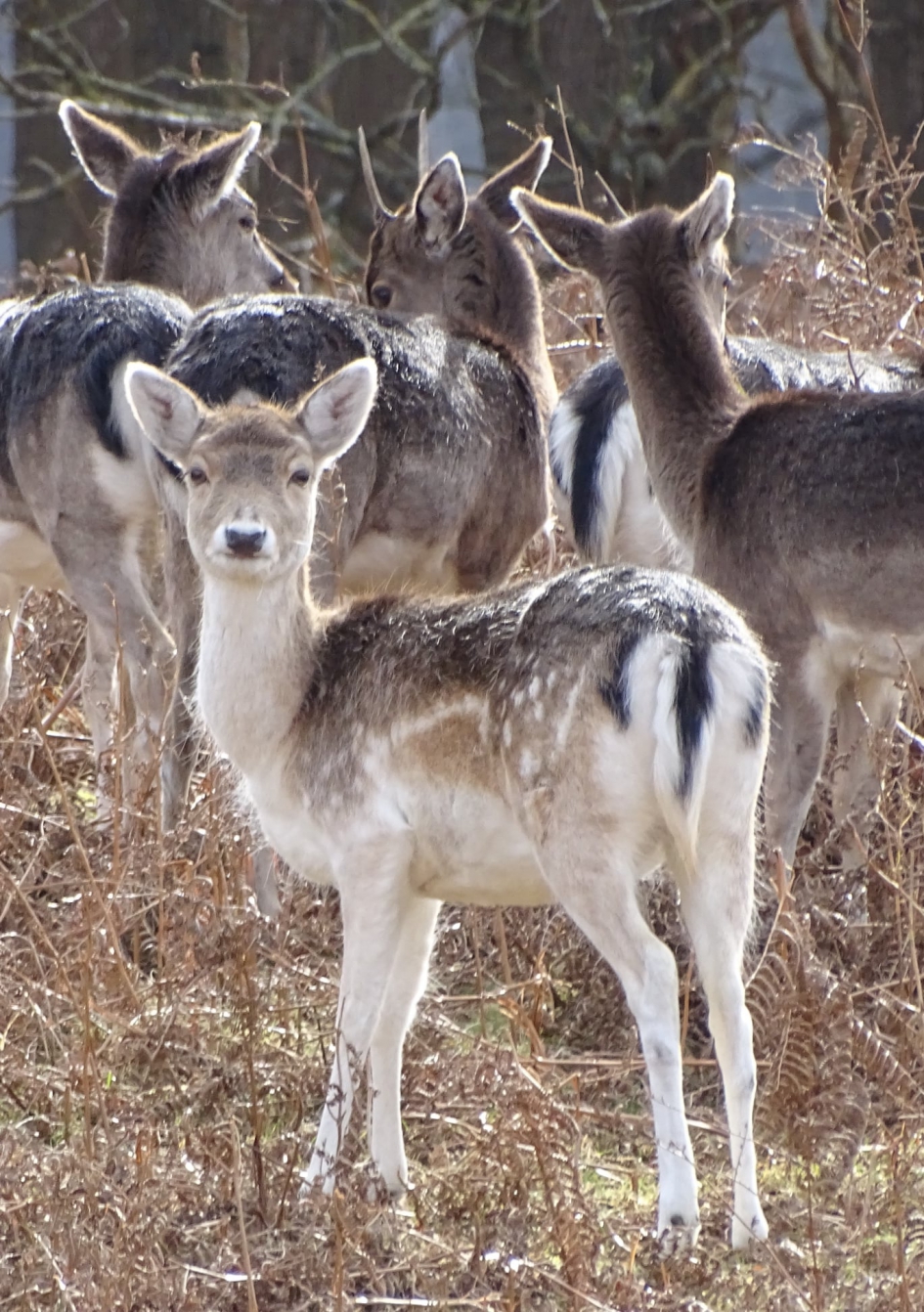 Hert4 - Zoogdieren - 