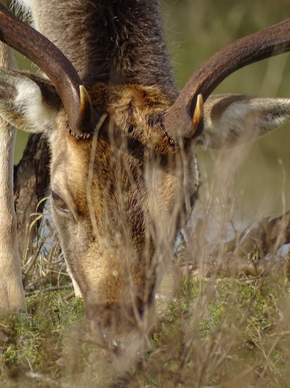 Hert5 - Zoogdieren - 