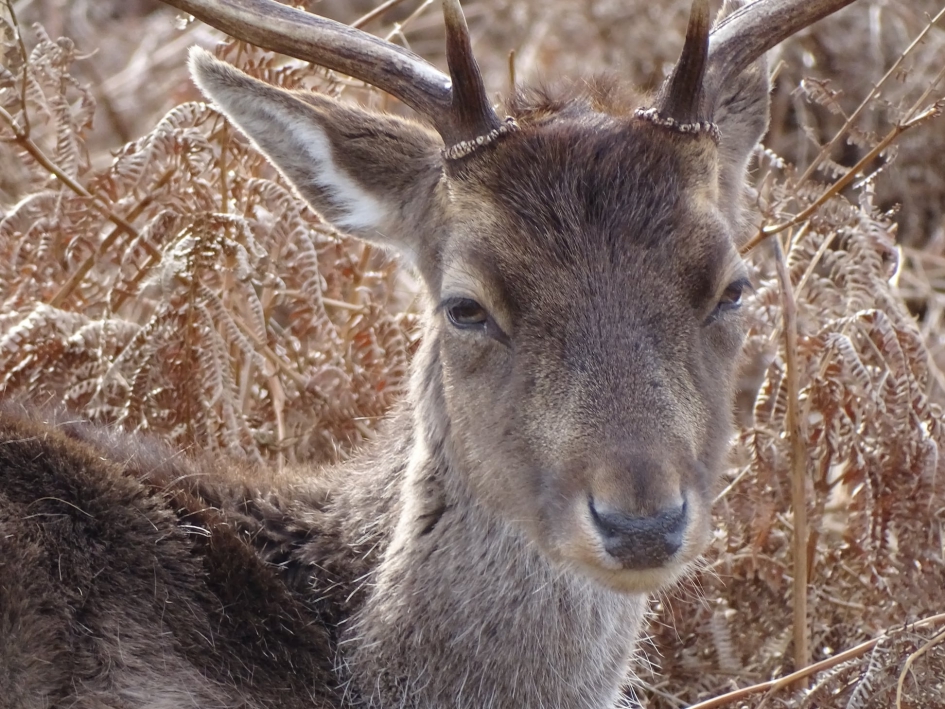 Hert6 - Zoogdieren - 
