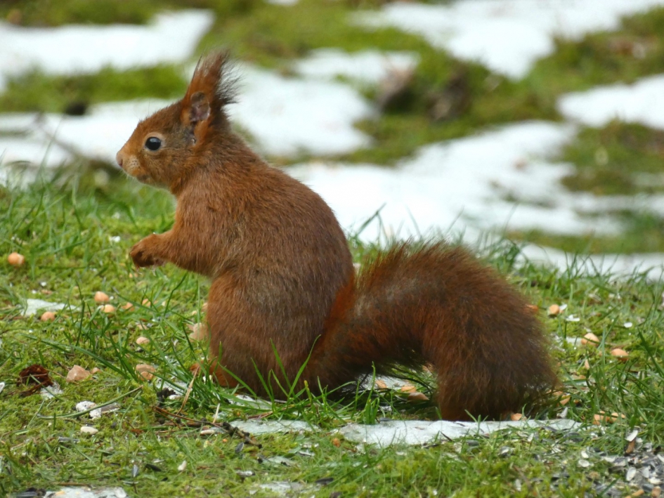 Het dooit weer! - Zoogdieren - Eekhoorn