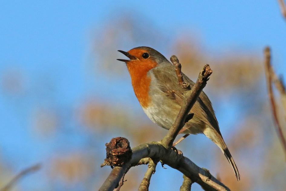 Het hoogste lied - Vogels - roodborst