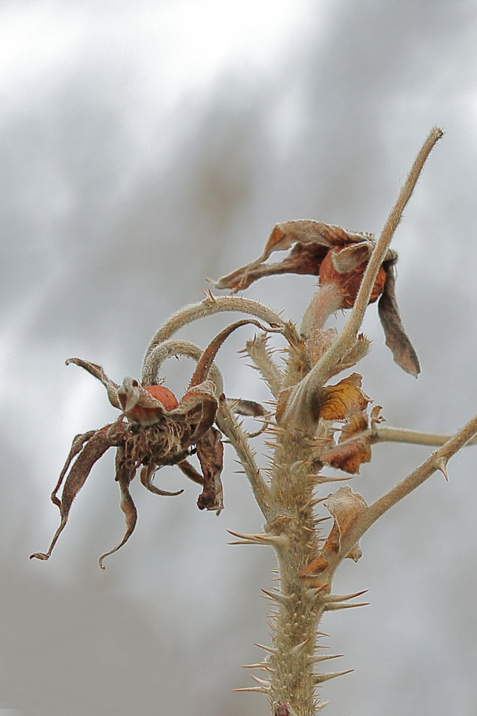 het is mooi geweest - Planten - rimpelroos
