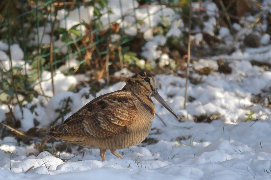 houtsnip - Vogels - houtsnip