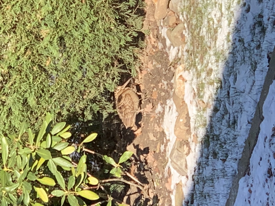 Houtsnip in de sneeuw - Vogels - Houtsnip