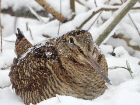 Houtsnip schuilt voor sneeuwstorm