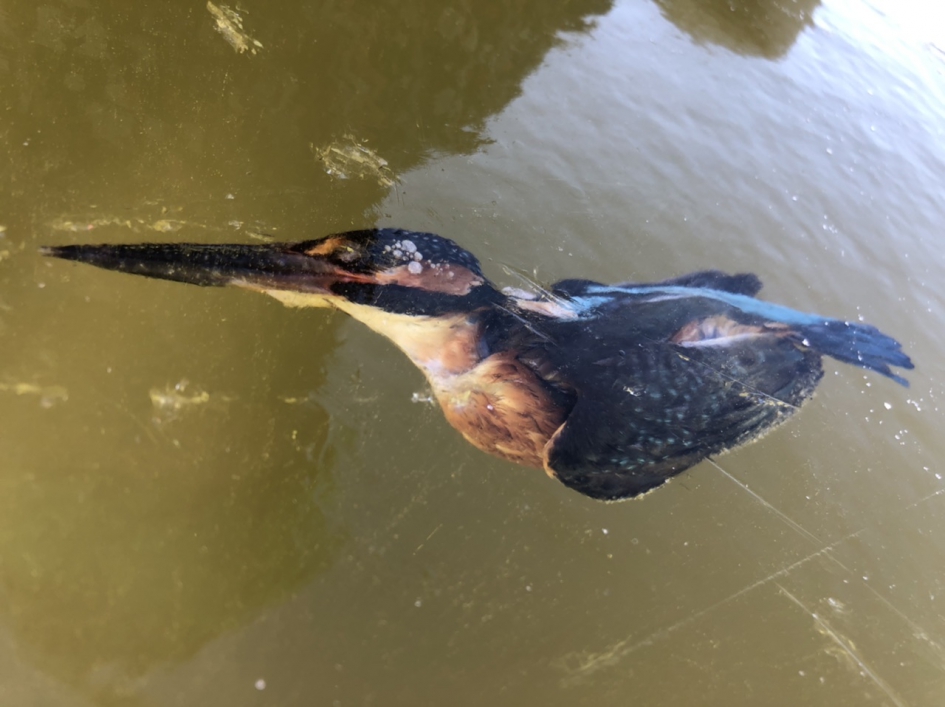 IJskoud - Vogels - IJsvogel