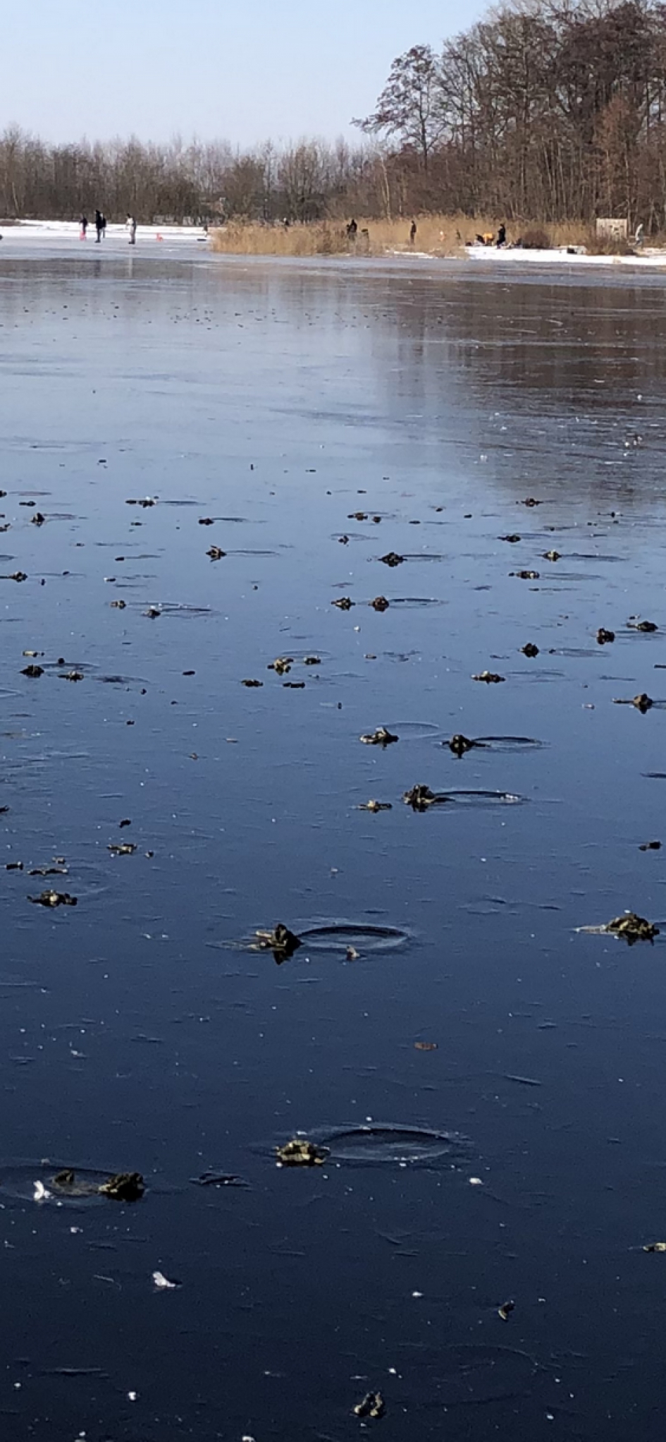 ijskringen - Vogels - Grauwe gans