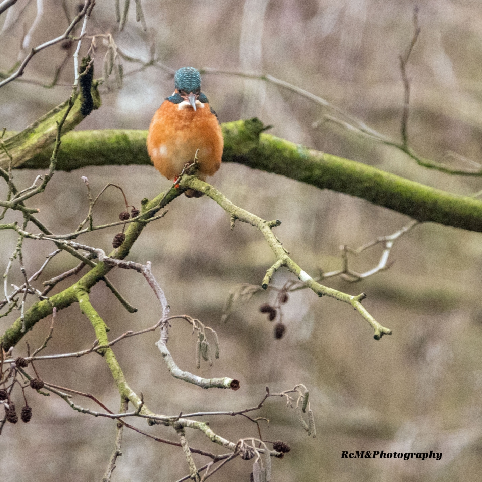 IJsvogel. - Vogels - IJsvogel.