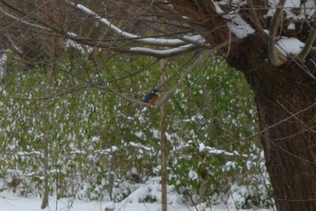 IJsvogel