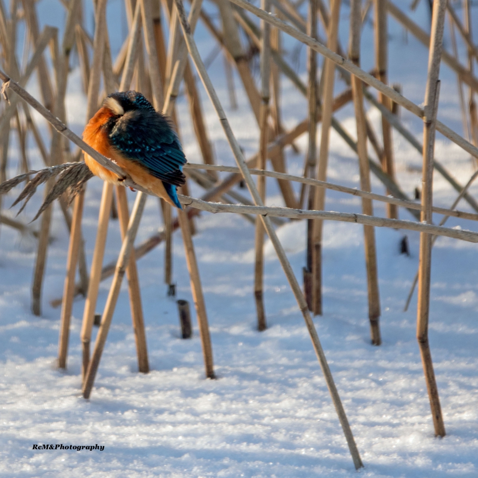 IJsvogel. - Vogels - IJsvogel.