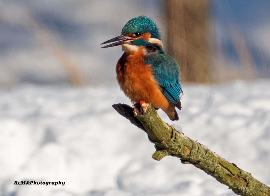 IJsvogel. - Vogels - IJsvogel.