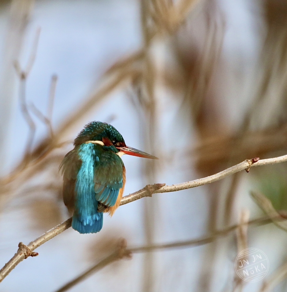 IJsvogel - Vogels - IJsvogel