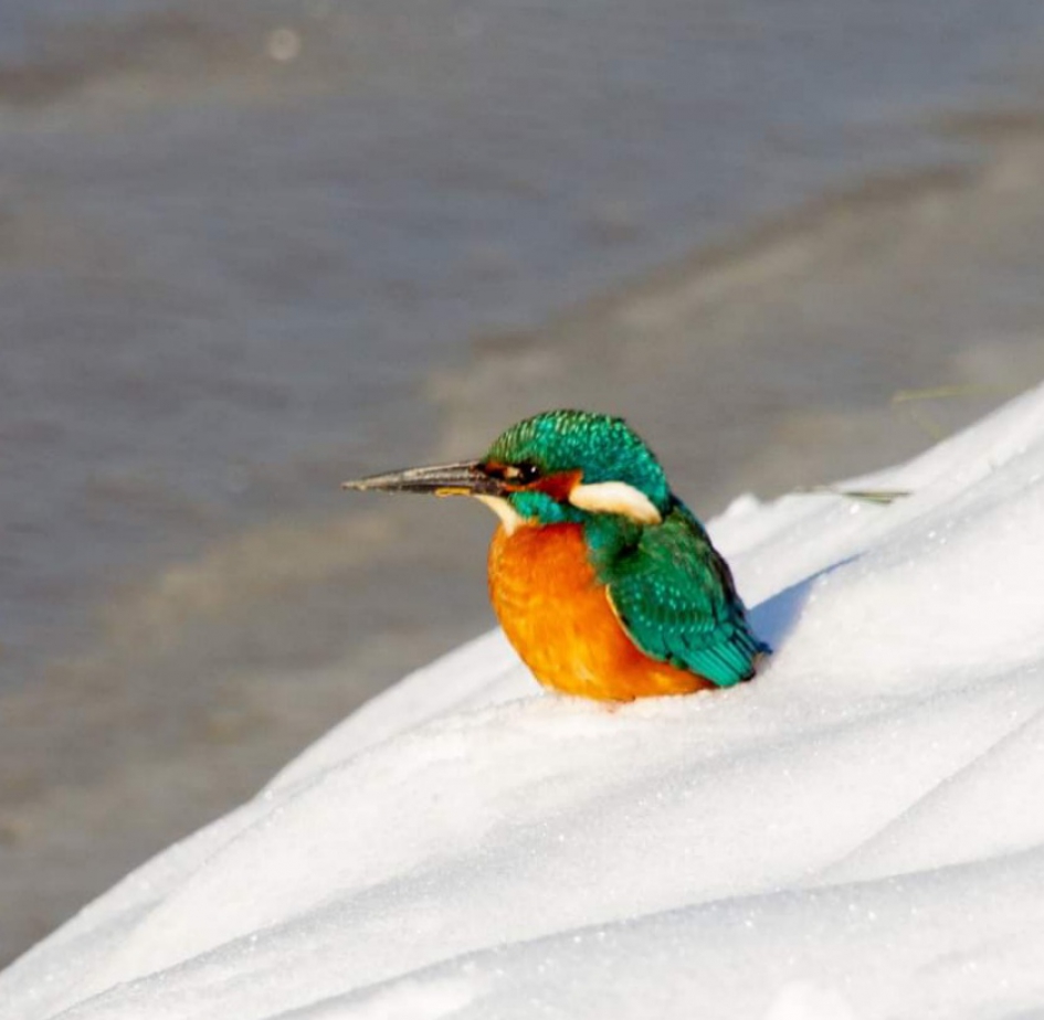 Ijsvogel (m) in sneeuw - Vogels - Ijsvogel
