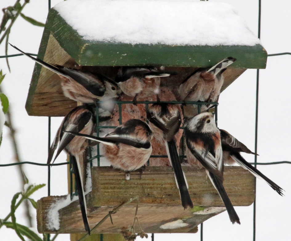 Ik ook, ik ook! - Vogels - Staartmezen