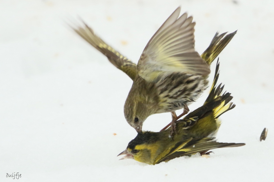 Ik zal je leren om aan mijn voer te komen! - Vogels - Sijs