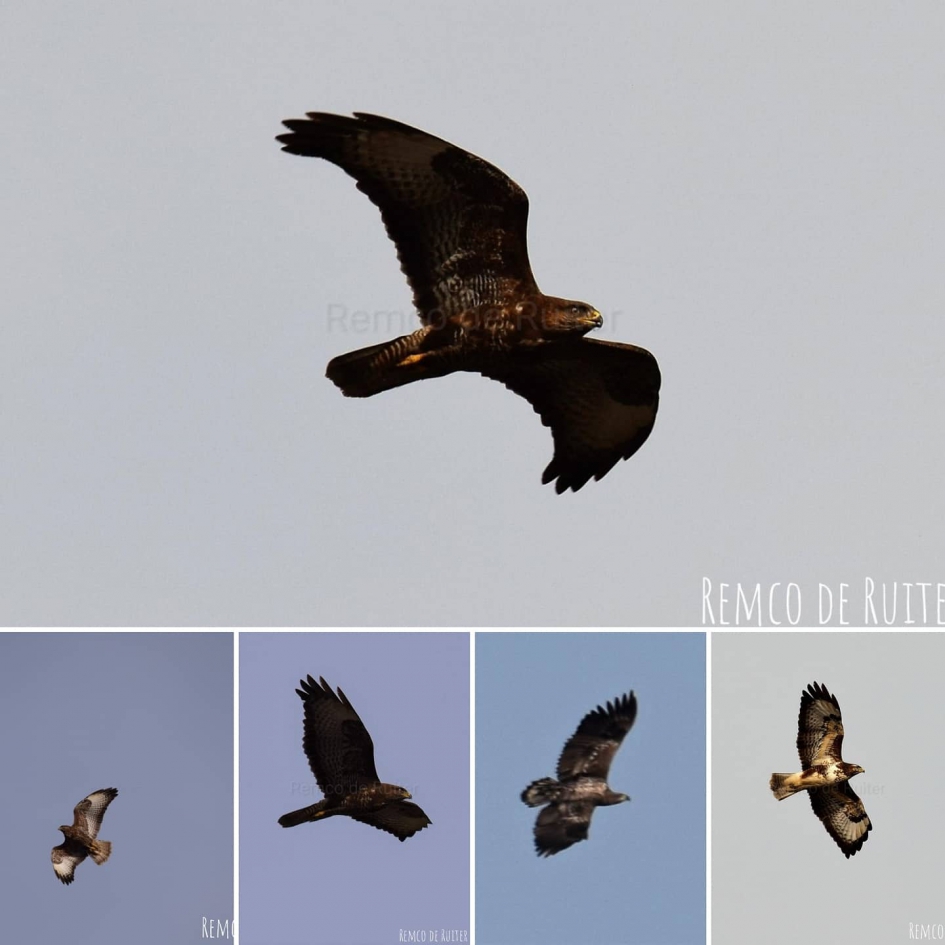Ik zie ik zie wat jij niet ziet - Vogels - Buizerd