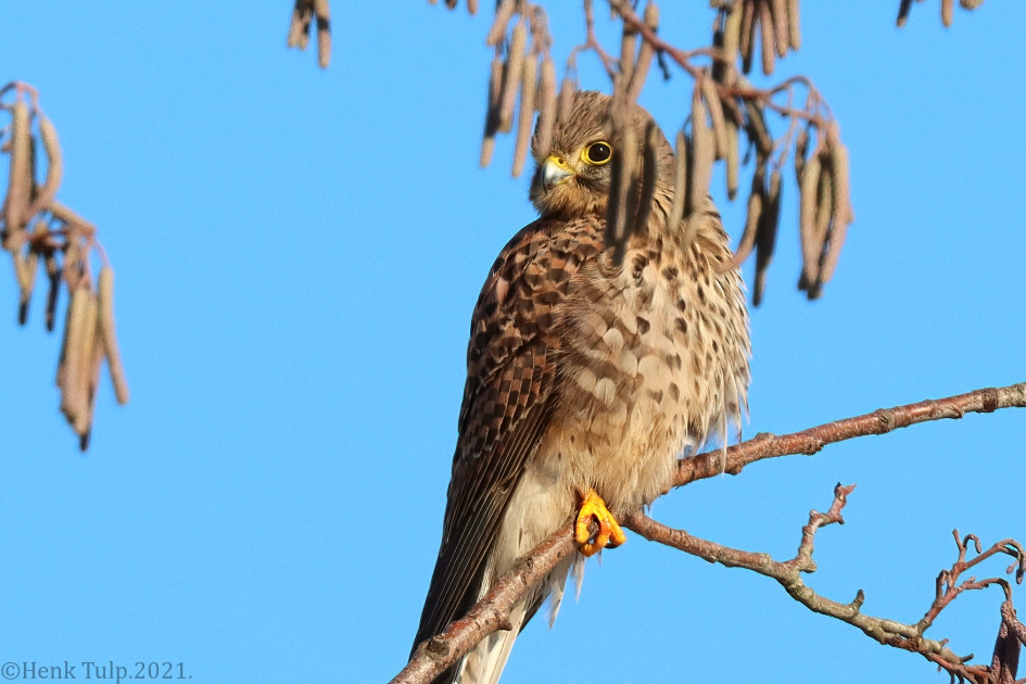 Ik zie je wel.., ik zie je niet. - Vogels - Torenvalk