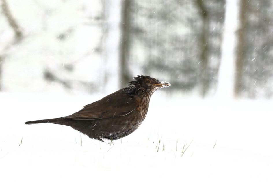 in de sneeuwbui - Vogels - merel -v-