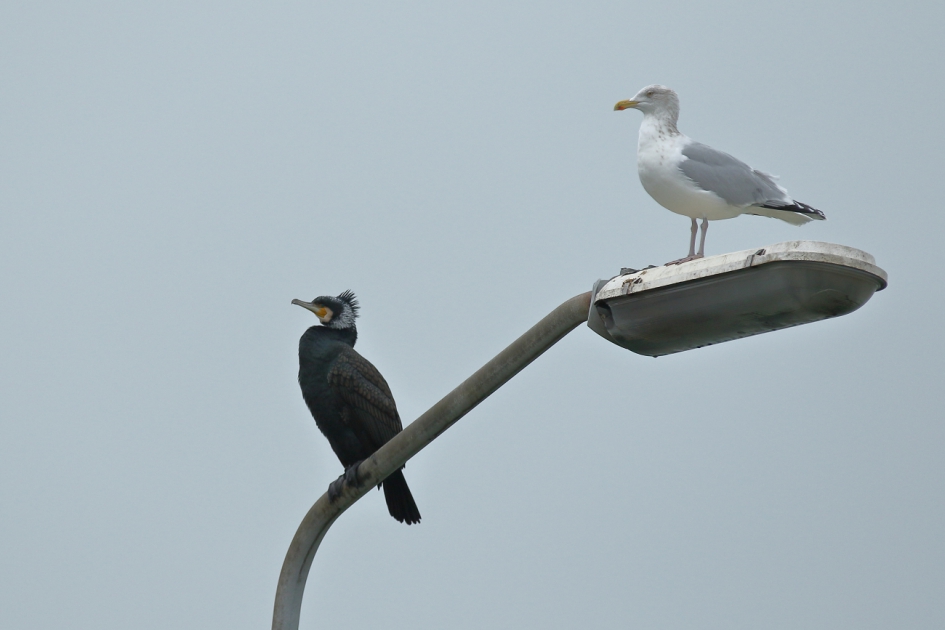 in goede harmonie - Vogels - aalscholver