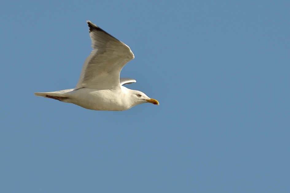 in het blauw - Vogels - zilvermeeuw -adult-