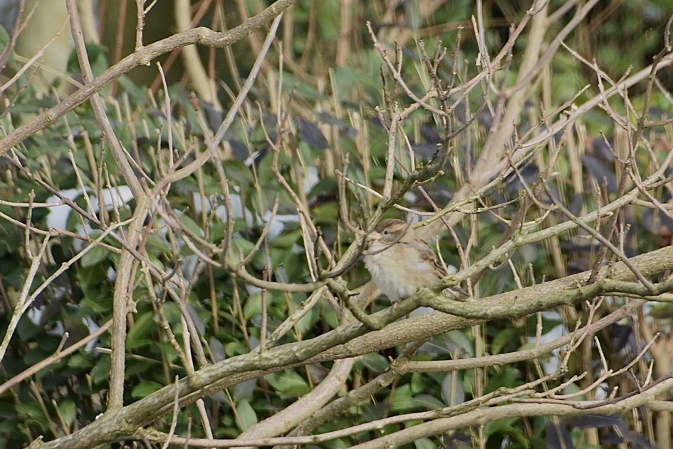 Jong musje ?? - Vogels - 