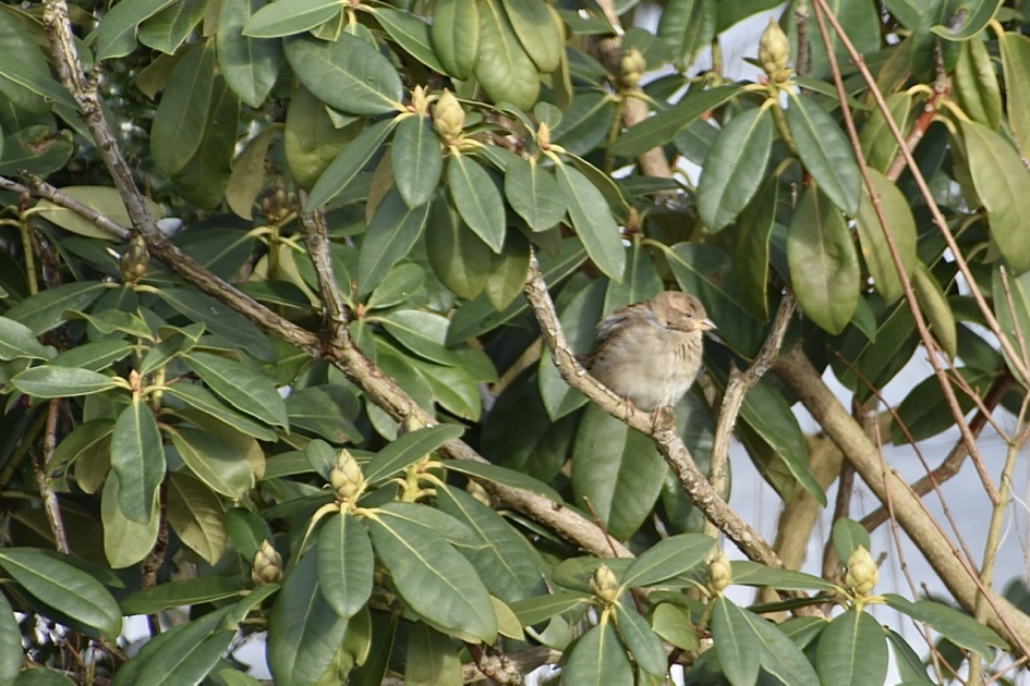 Jonge mus ?? - Vogels - 