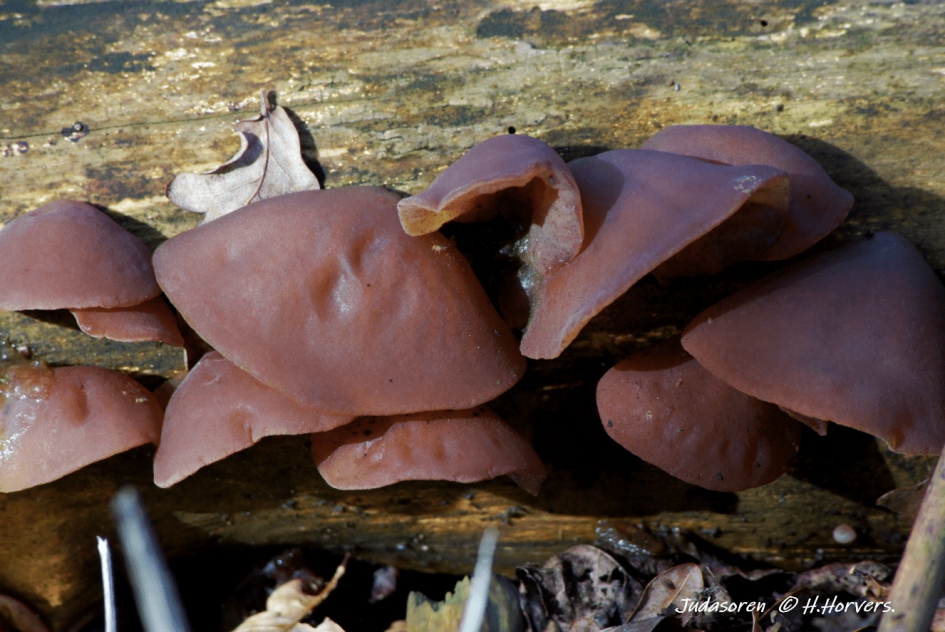 Judasoren - Schimmels - Judasoren