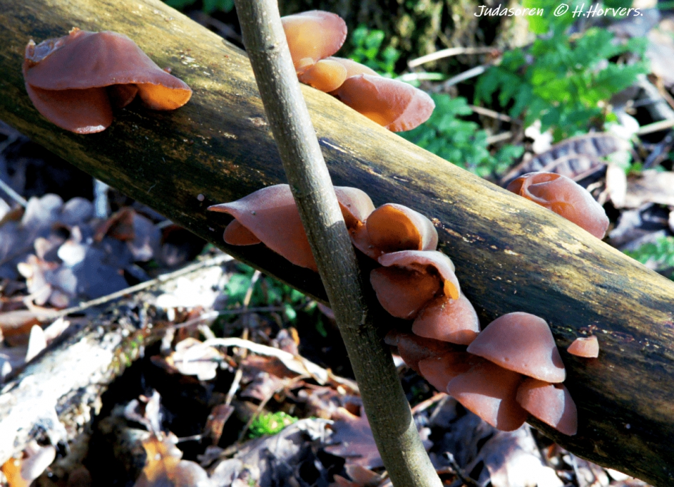 Judasoren - Schimmels - Judasoren