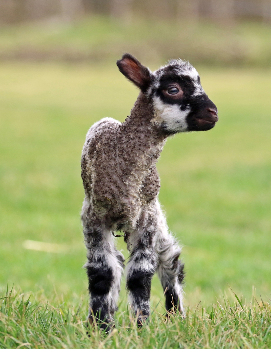Nog ééntje,  omdat ze zo leuk zijn - Zoogdieren - Cambridge lammetje